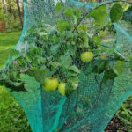 Keltaisia omenoita rastasverkolla suojatussa puussa