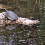 Kilpikonna vedessä olevan puun päällä