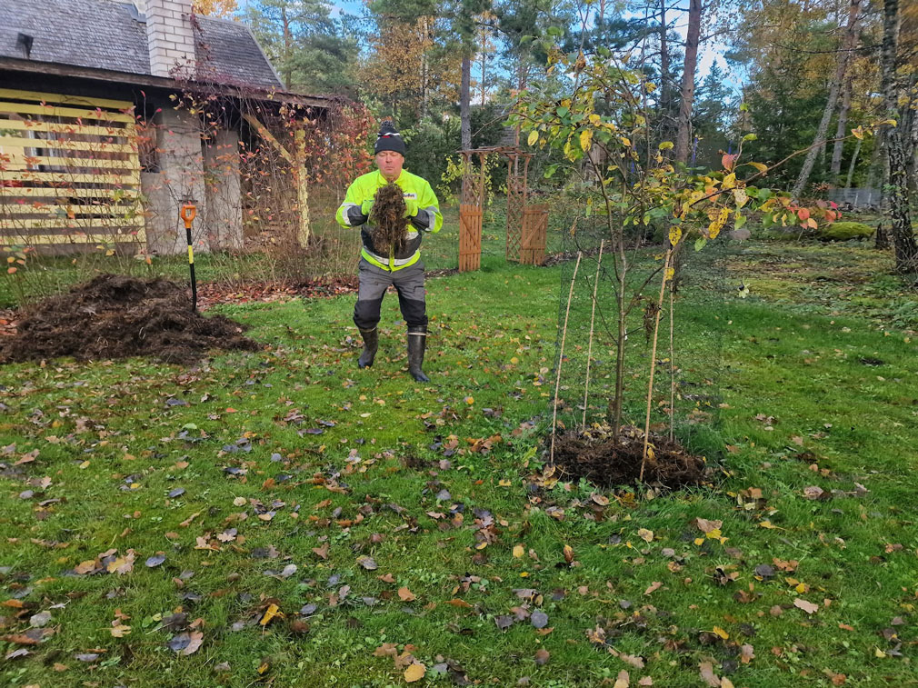 Mies kantaa levää kasvien juurille