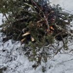 Havuja lumessa ja pieni nuotiotulen alku