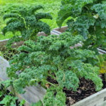 Kasvulaatikko, jossa suuria lehtikaaleja