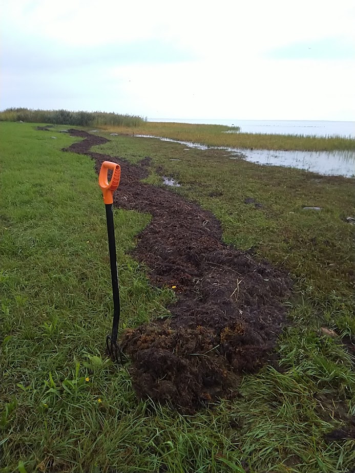 Ranta, jossa pitkä röykkiö merilevää