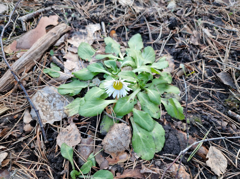 Päivänkakkaraa muistuttava kukka, jolla isot vihreät lehdet