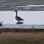 Hanki seisoo lumessa merenrannalla