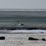 Joutsenpariskunta kevättalvella merenrannassa