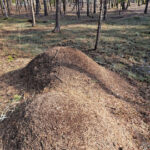 Kaksi suurta muurahaiskekoa peräkkäin toisissaan kiinni